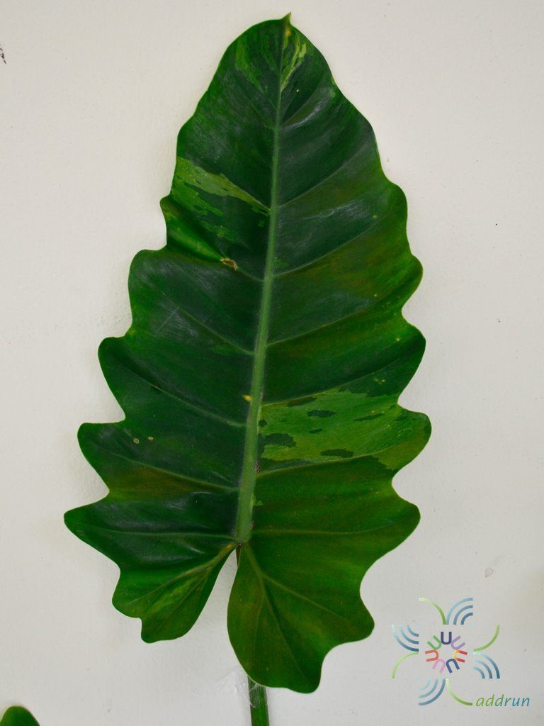 ฟิโลเดนดรอน พลูจีบลูกผสม Philodendron sp.
