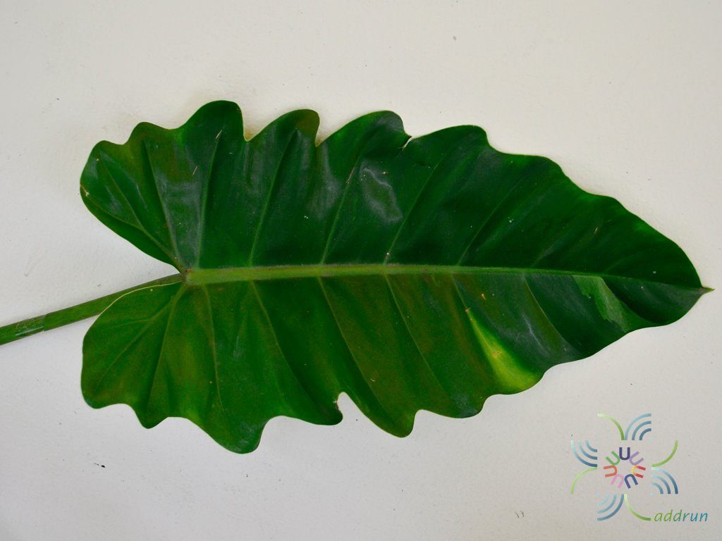 ฟิโลเดนดรอน พลูจีบลูกผสม Philodendron sp.