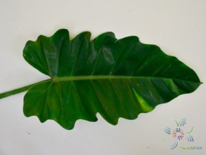 ฟิโลเดนดรอน พลูจีบลูกผสม Philodendron sp.