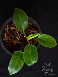 ฟิโลเดนดรอน พัดหยก Philodendron sp.