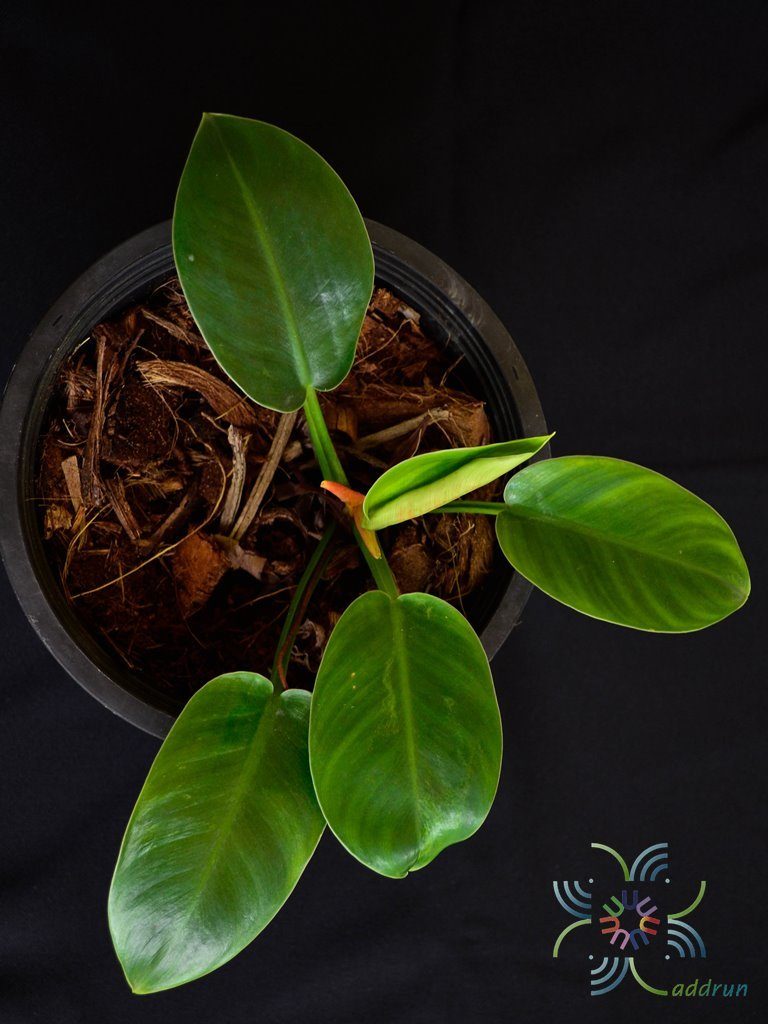 ฟิโลเดนดรอน พัดหยก Philodendron sp.