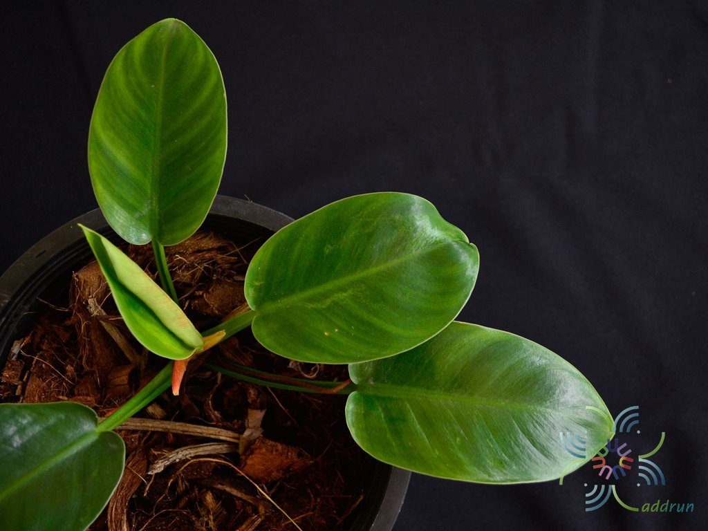 ฟิโลเดนดรอน พัดหยก Philodendron sp.