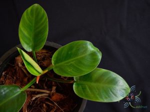 ฟิโลเดนดรอน พัดหยก Philodendron sp.