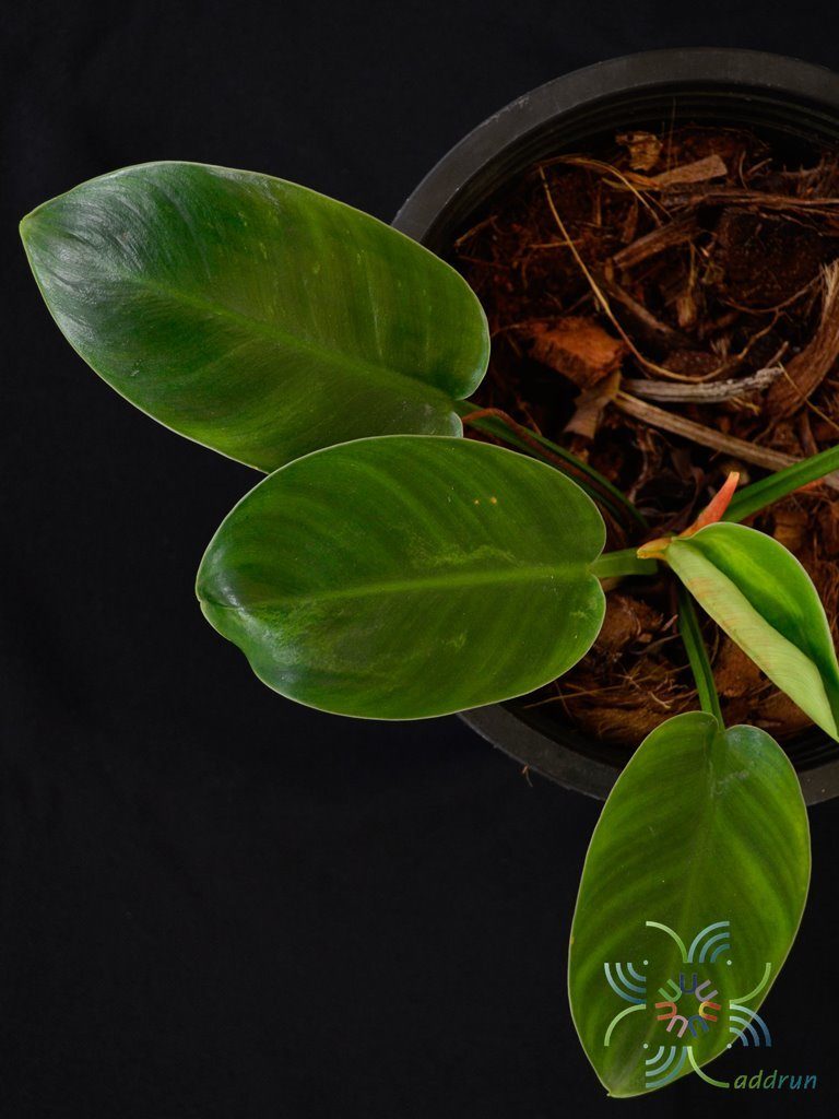 ฟิโลเดนดรอน พัดหยก Philodendron sp.