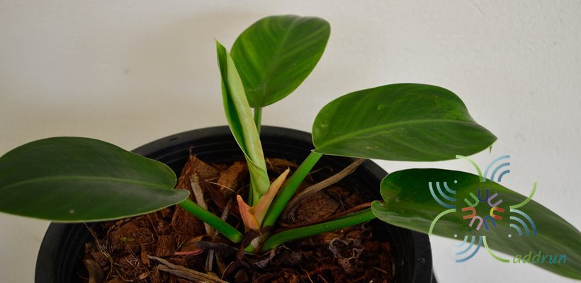ฟิโลเดนดรอน พัดหยก Philodendron sp.