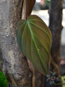 ฟิโลเดนดรอน ใบหัวใจ Philodendron hederaceum (Jacq.) Schott