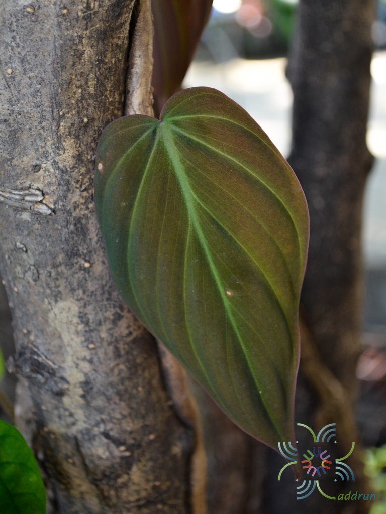 ฟิโลเดนดรอน ใบหัวใจ Philodendron hederaceum (Jacq.) Schott