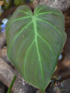 ฟิโลเดนดรอน ใบหัวใจ Philodendron hederaceum (Jacq.) Schott