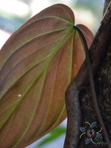 ฟิโลเดนดรอน ใบหัวใจ Philodendron hederaceum (Jacq.) Schott