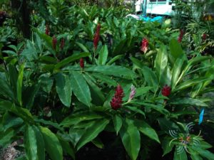 ขิงแดง Alpinia purpurata (Vieill.) K.Schum.