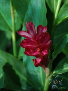 ขิงแดง Alpinia purpurata (Vieill.) K.Schum.
