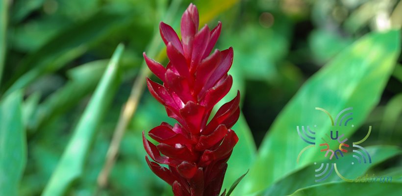 ขิงแดง Alpinia purpurata (Vieill.) K.Schum.