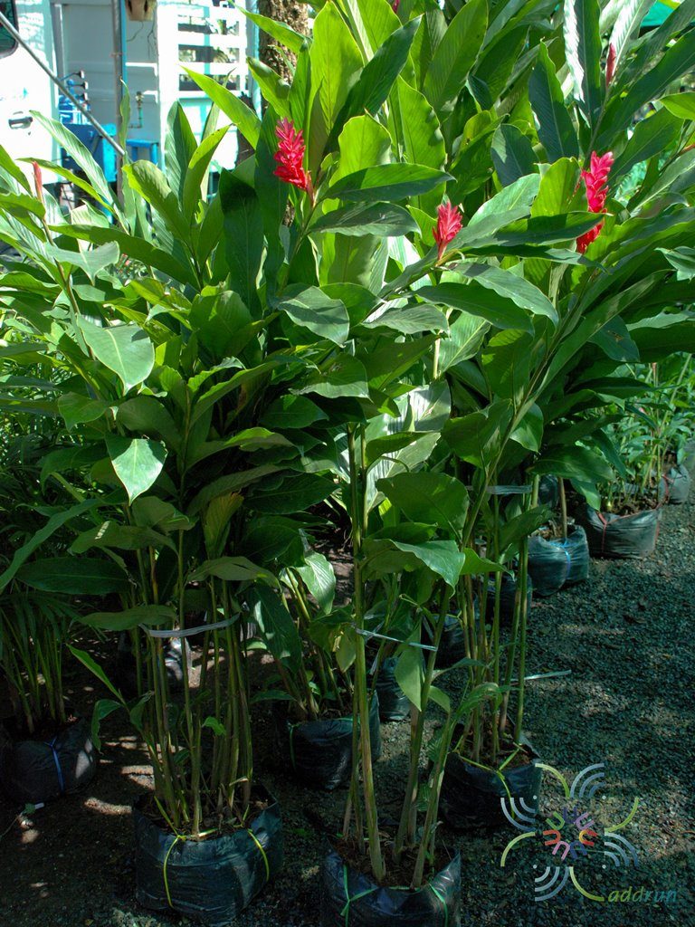 ขิงแดง Alpinia purpurata (Vieill.) K.Schum.
