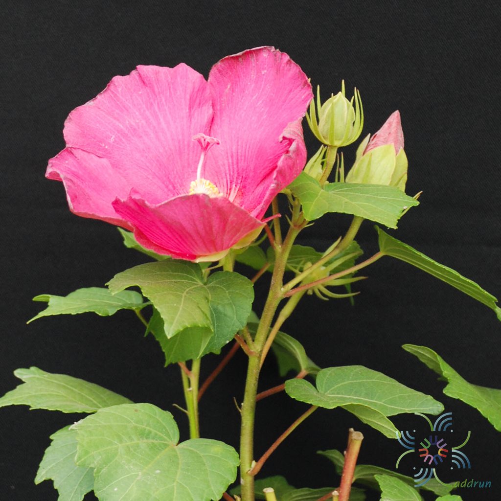 พุดตานไต้หวัน Hibiscus mutabilis L.