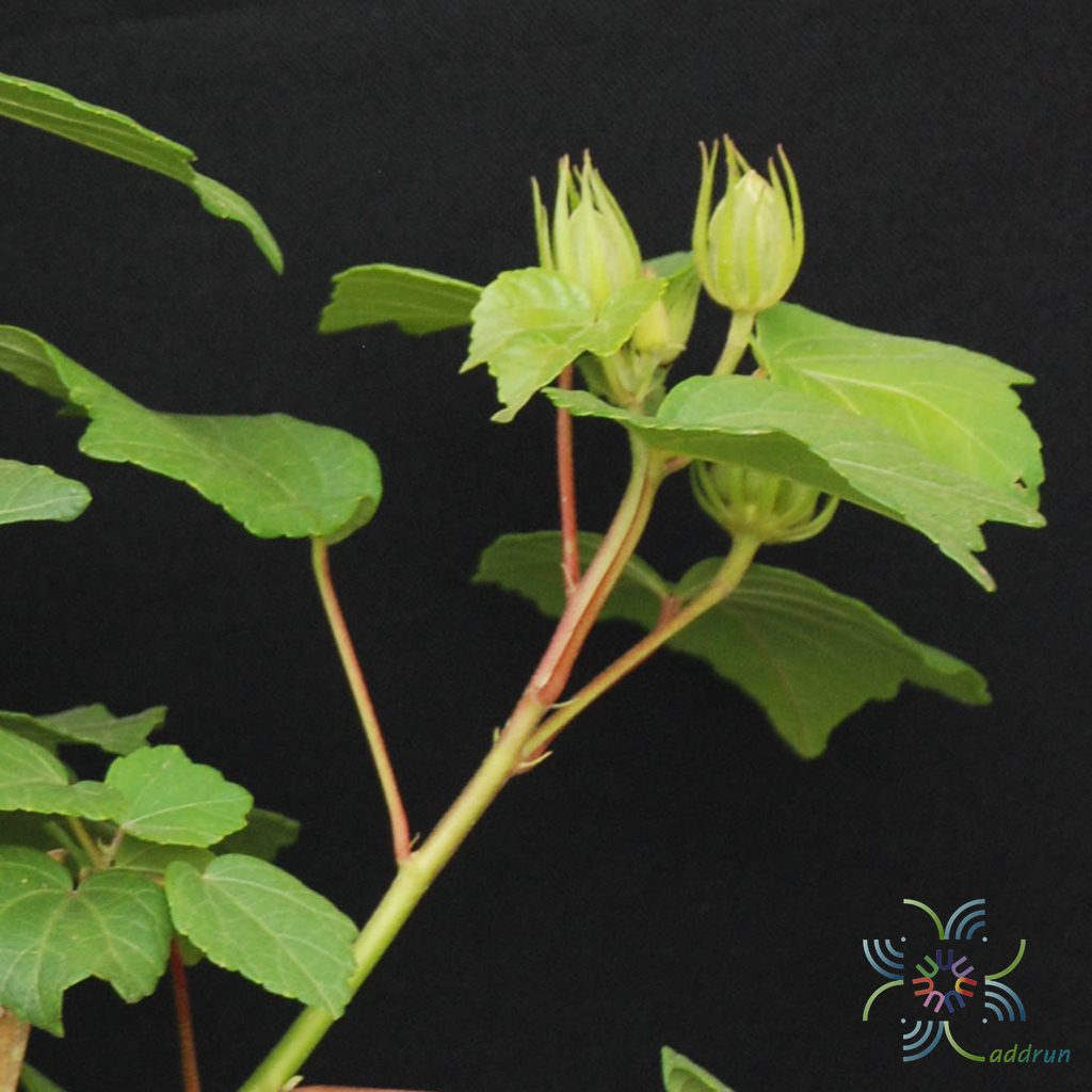พุดตานไต้หวัน Hibiscus mutabilis L.