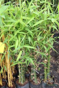 ไผ่น้ำเต้า Bambusa ventricosa McClure