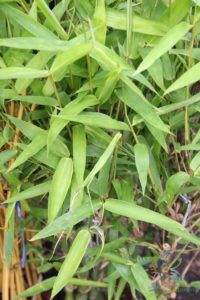 ไผ่น้ำเต้า Bambusa ventricosa McClure