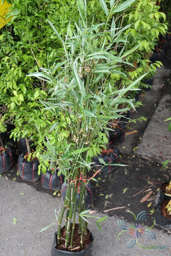ไผ่เงิน Thyrsostachys siamensis Gamble