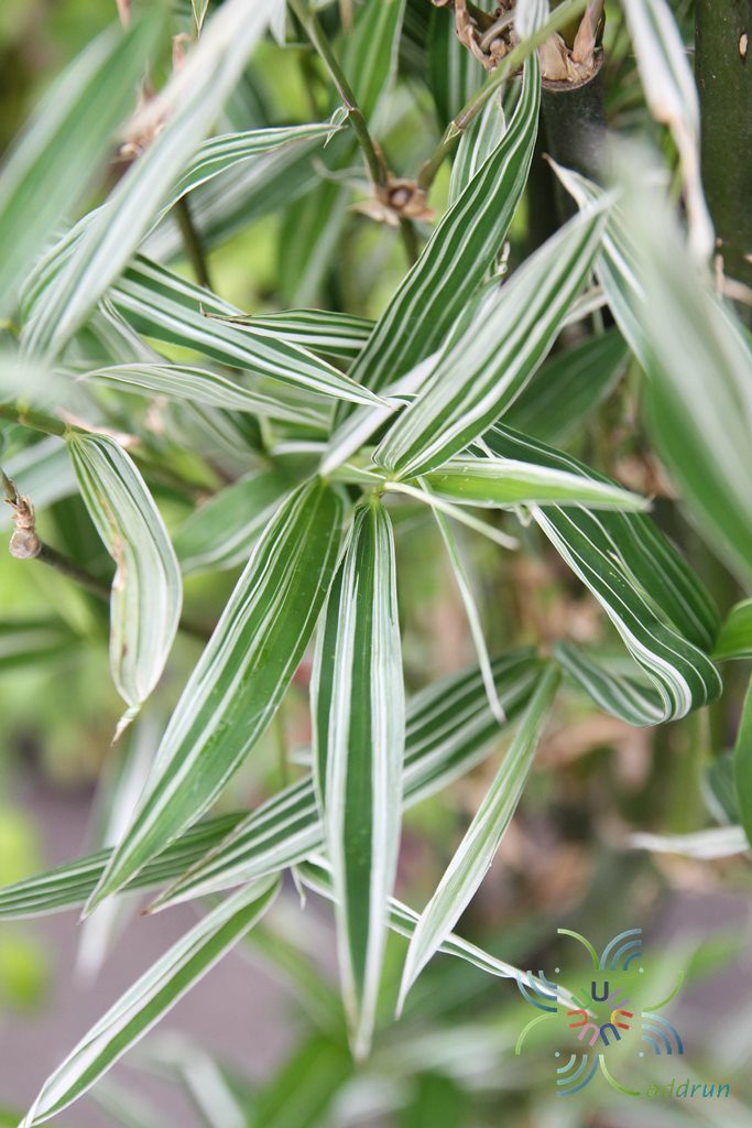 ไผ่เงิน Thyrsostachys siamensis Gamble