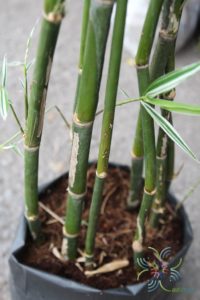 ไผ่เงิน Thyrsostachys siamensis Gamble