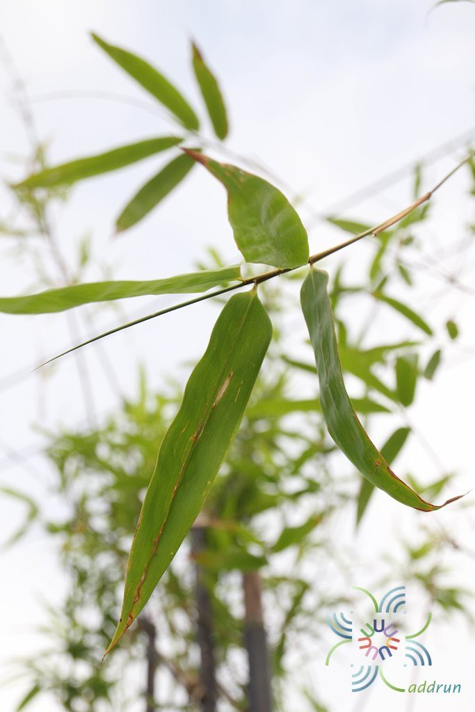 ไผ่ดำ Bambusa vulgaris Schrad.