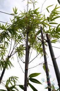 ไผ่ดำ Bambusa vulgaris Schrad.