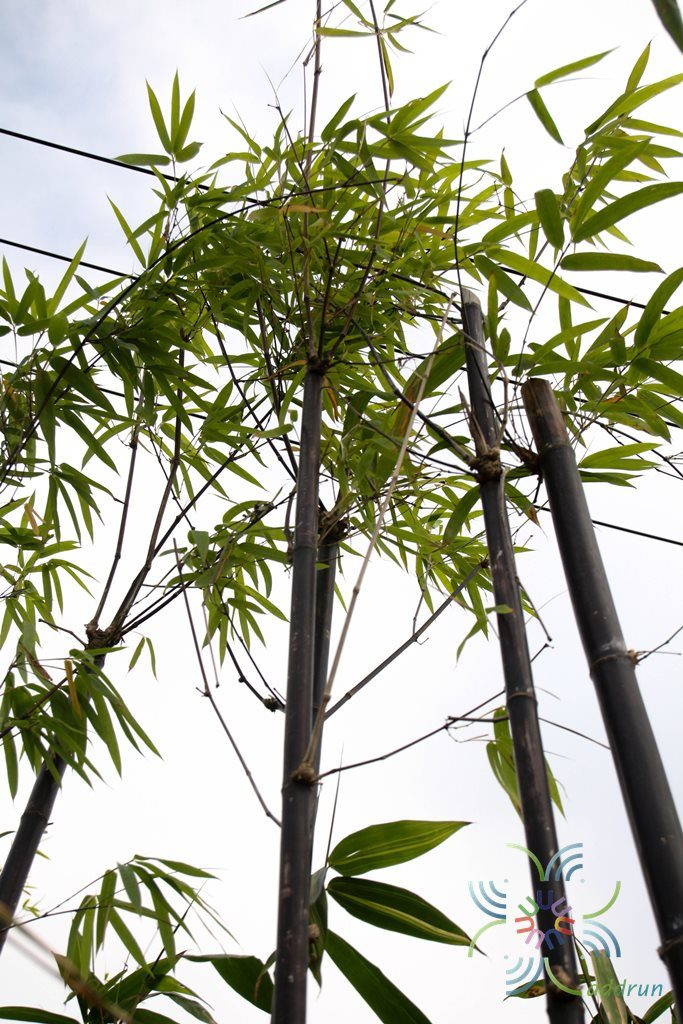 ไผ่ดำ Bambusa vulgaris Schrad.