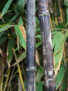 ไผ่ดำ Bambusa vulgaris Schrad.