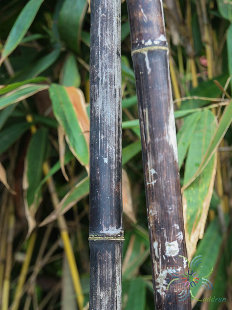 ไผ่ดำ Bambusa vulgaris Schrad.