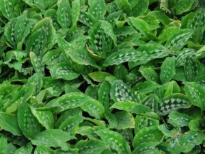 คล้านกคุ้ม Kaempferia pulchra (Ridl.) Ridl.
