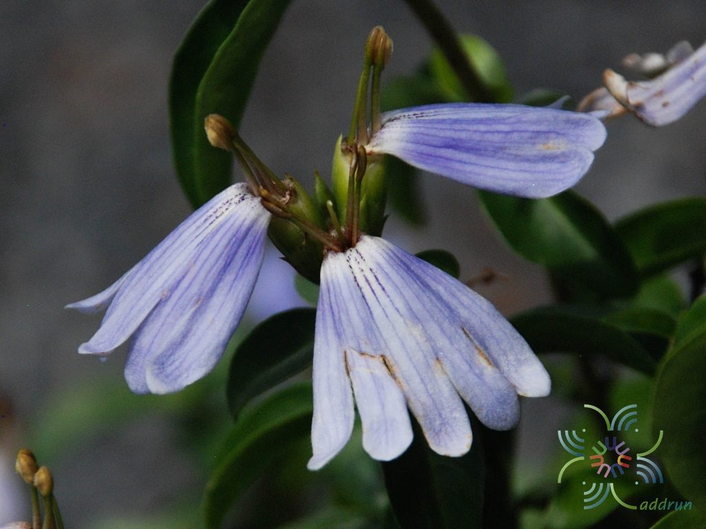บลูลิป Sclerochiton harveyanus Nees