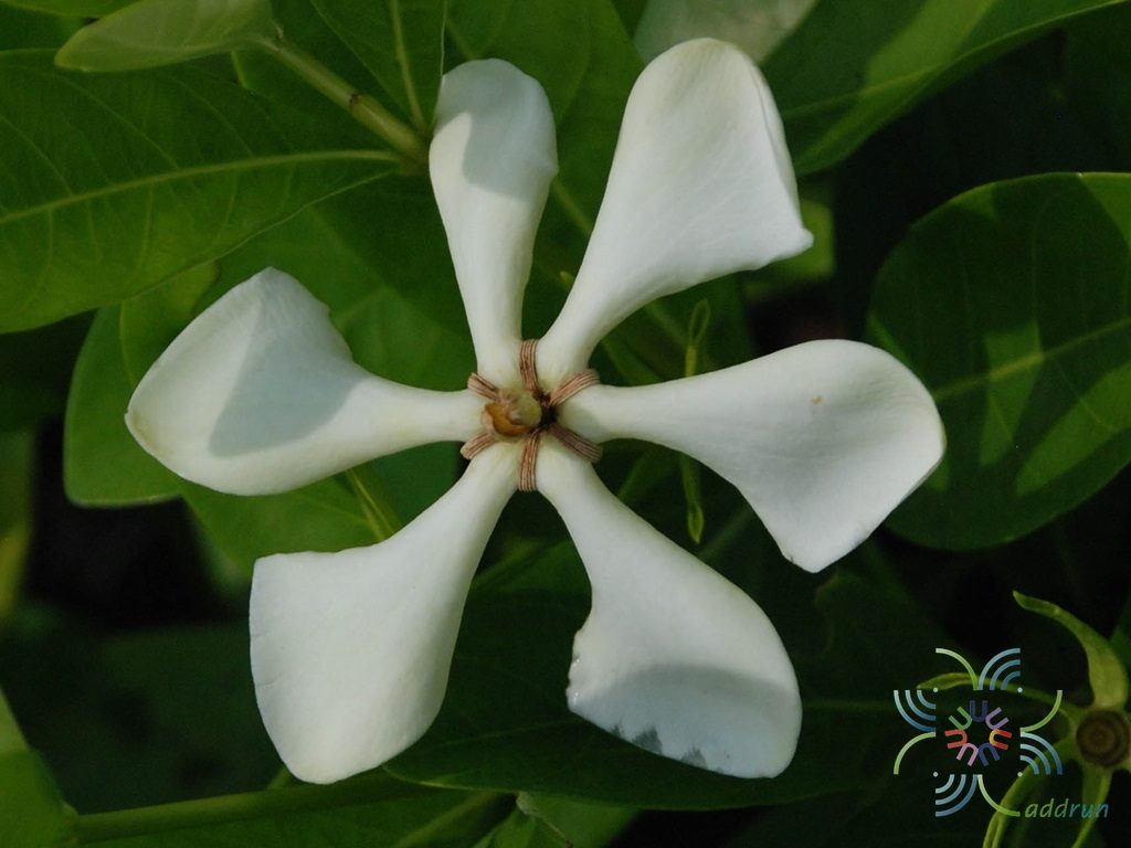 พุดเวียดนาม Gardenia jasminoides J.Ellis