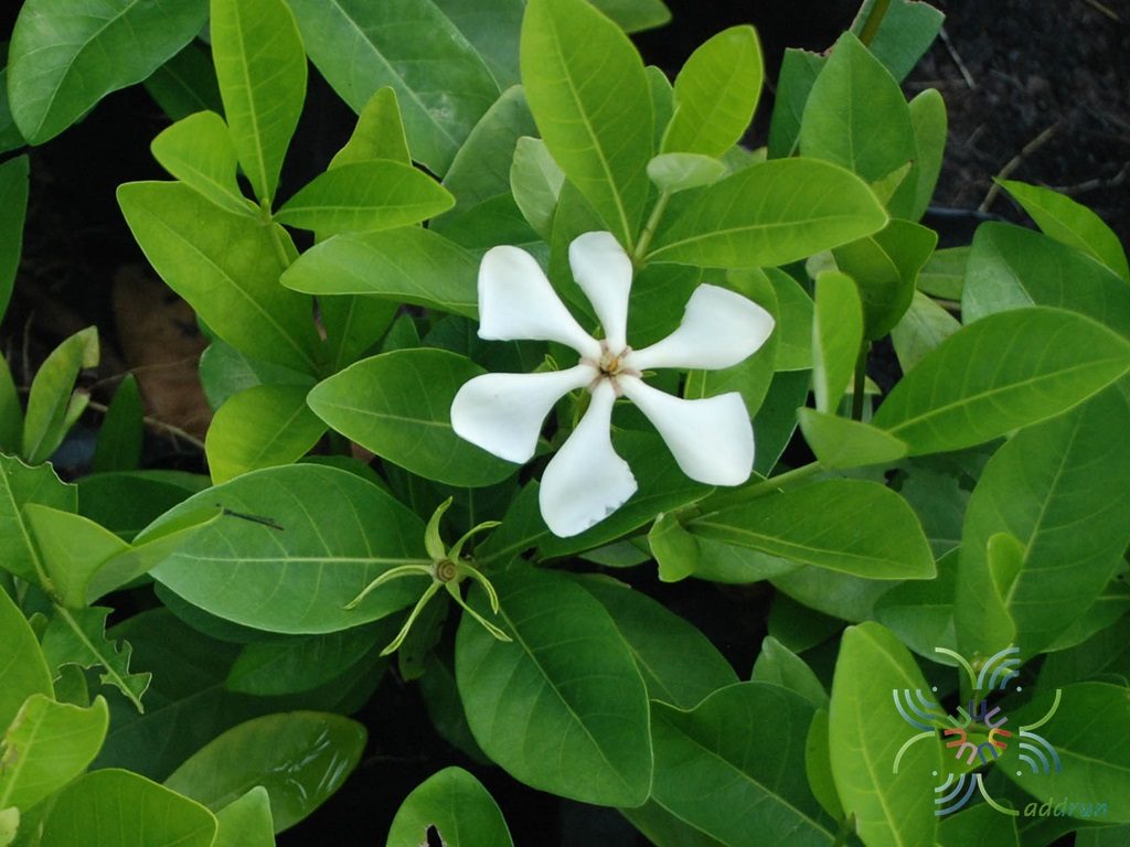 พุดเวียดนาม Gardenia jasminoides J.Ellis