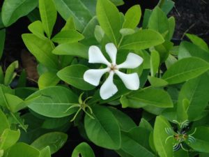 พุดเวียดนาม Gardenia jasminoides J.Ellis