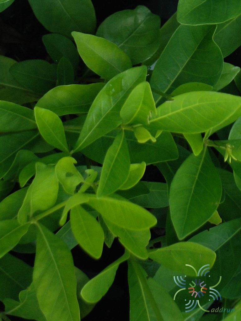 พุดเวียดนาม Gardenia jasminoides J.Ellis