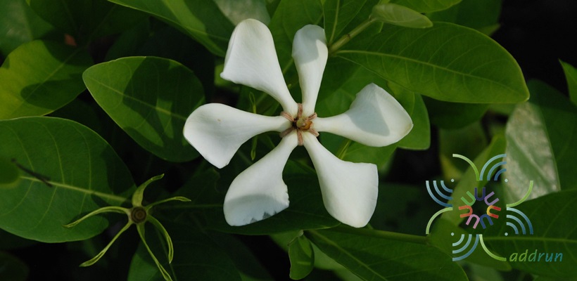 พุดเวียดนาม Gardenia jasminoides J.Ellis