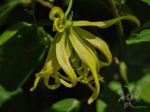 กระดังงาสงขลา Cananga odorata (Lam.) Hook.f. & Thomson var. fruticosa (Craib) J.Sinclair