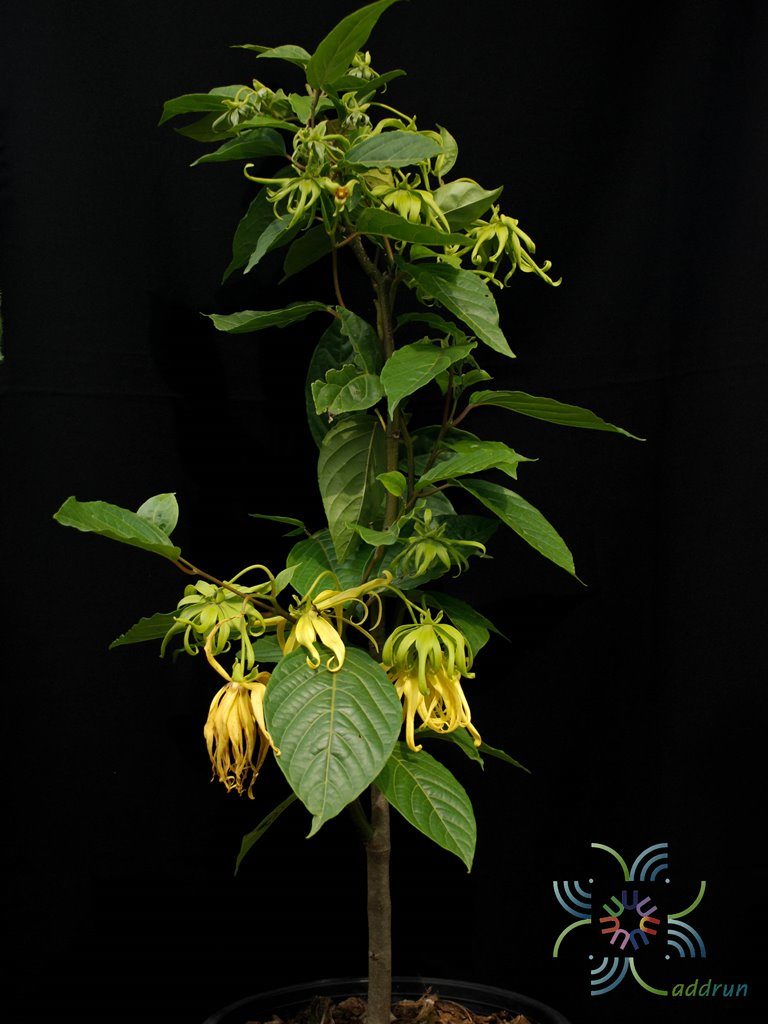 กระดังงาสงขลา Cananga odorata (Lam.) Hook.f. & Thomson var. fruticosa (Craib) J.Sinclair
