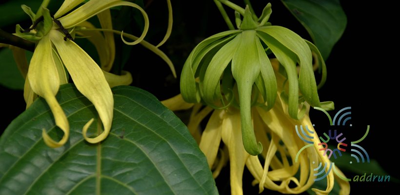 กระดังงาสงขลา Cananga odorata (Lam.) Hook.f. & Thomson var. fruticosa (Craib) J.Sinclair