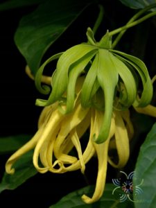 กระดังงาสงขลา Cananga odorata (Lam.) Hook.f. & Thomson var. fruticosa (Craib) J.Sinclair