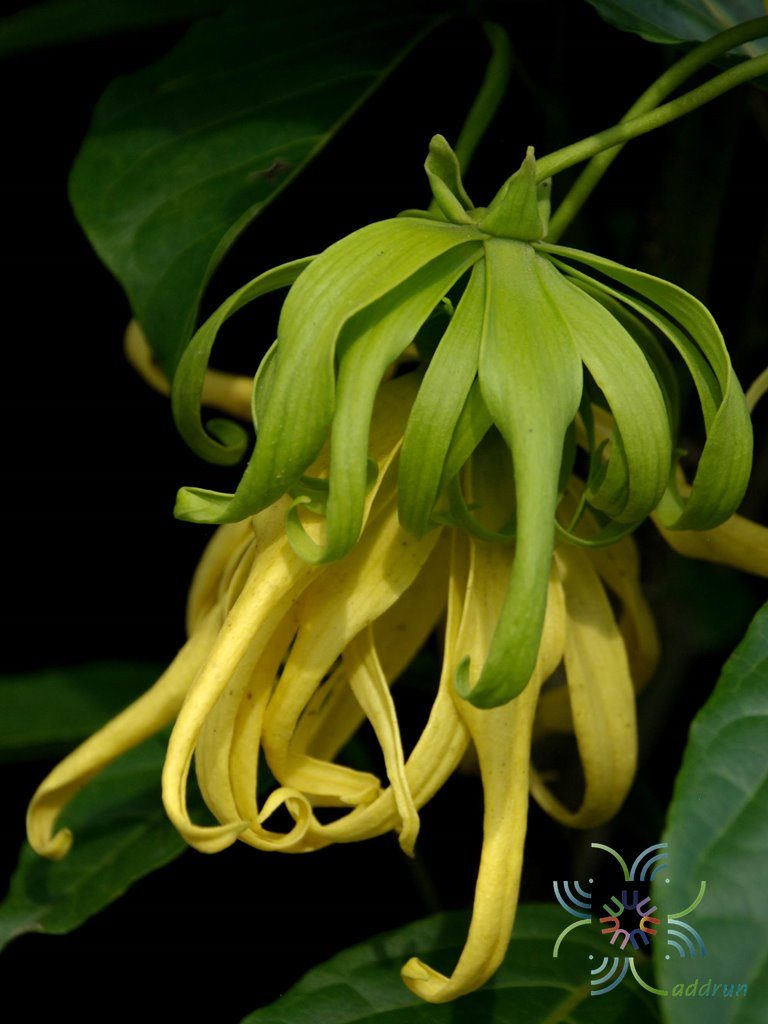 กระดังงาสงขลา Cananga odorata (Lam.) Hook.f. & Thomson var. fruticosa (Craib) J.Sinclair