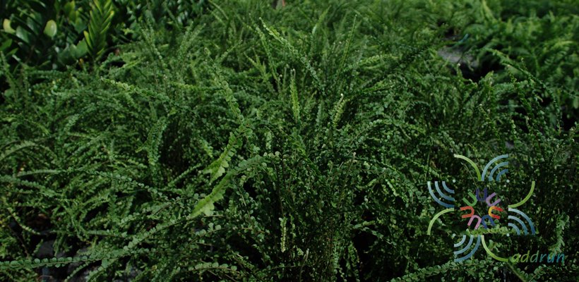 เฟินเกล็ดหอย Nephrolepis cordifolia (Sw.) Schott cv. Duffii