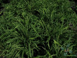 เฟินเกล็ดหอย Nephrolepis cordifolia (Sw.) Schott cv. Duffii