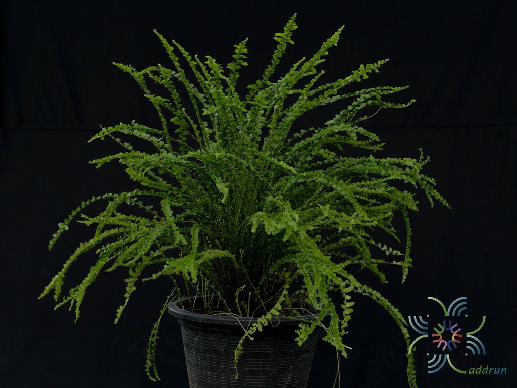เฟินเกล็ดหอย Nephrolepis cordifolia (Sw.) Schott cv. Duffii