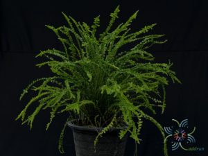 เฟินเกล็ดหอย Nephrolepis cordifolia (Sw.) Schott cv. Duffii