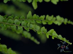เฟินเกล็ดหอย Nephrolepis cordifolia (Sw.) Schott cv. Duffii