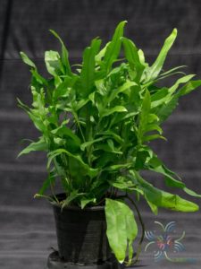 เฟินเกลียวทอง Phymatosorus scolopendria (Burm. f.) Pic. Serm. cv. Golden Twisted
