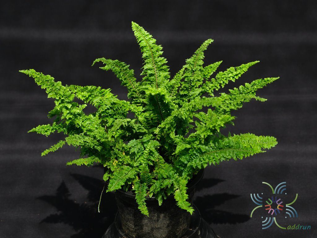 เฟินขนนก Nephrolepis exaltata (L.) Schott cv. Gracillima