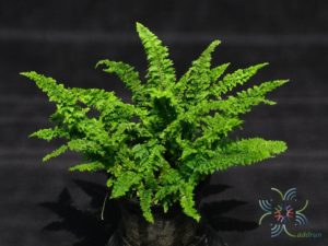 เฟินขนนก Nephrolepis exaltata (L.) Schott cv. Gracillima