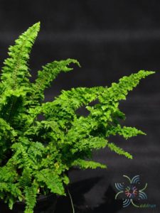 เฟินขนนก Nephrolepis exaltata (L.) Schott cv. Gracillima